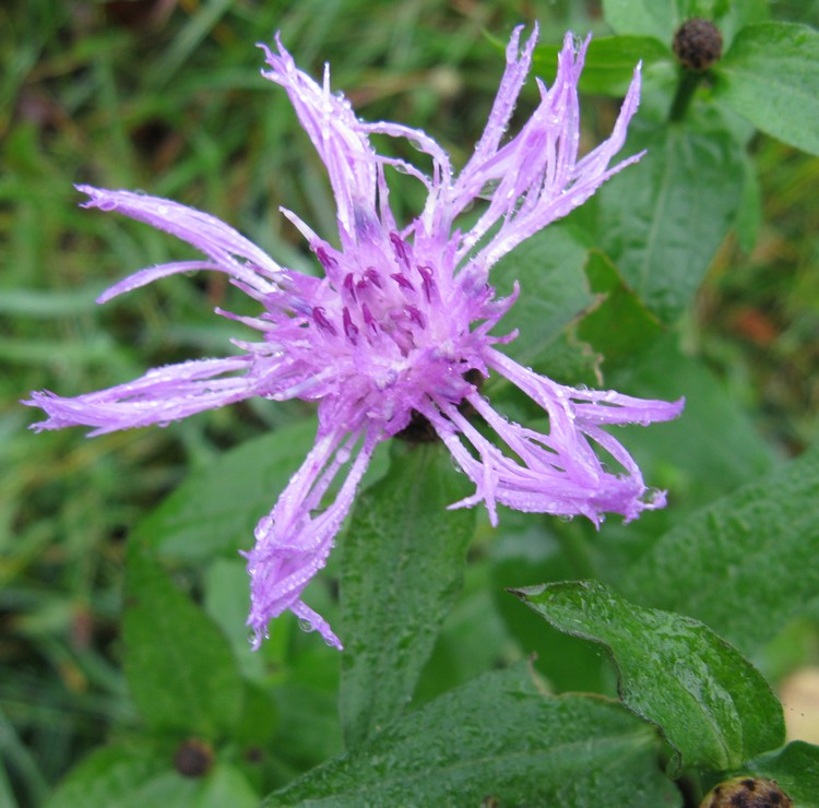 Centaurea nigrescens